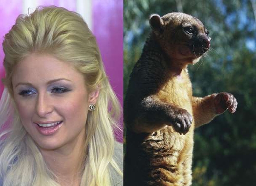 
	
	Trước khi sở hữu chú chó Chihuahua, Paris Hilton đã nuôi chú gấu Kinkajou hay còn gọi là gấu hút mật hoa.